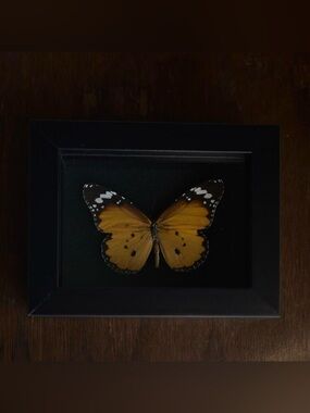 Framed butterfly specimen